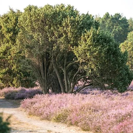 Mcdreyer * Dedelstorf