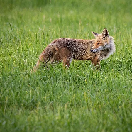 Mcdreyer Appartement Dedelstorf