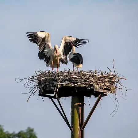 Mcdreyer Appartement Dedelstorf