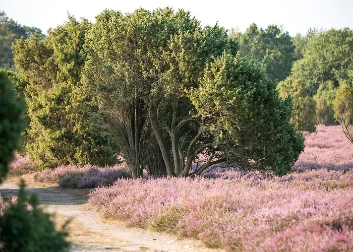 Mcdreyer * Dedelstorf