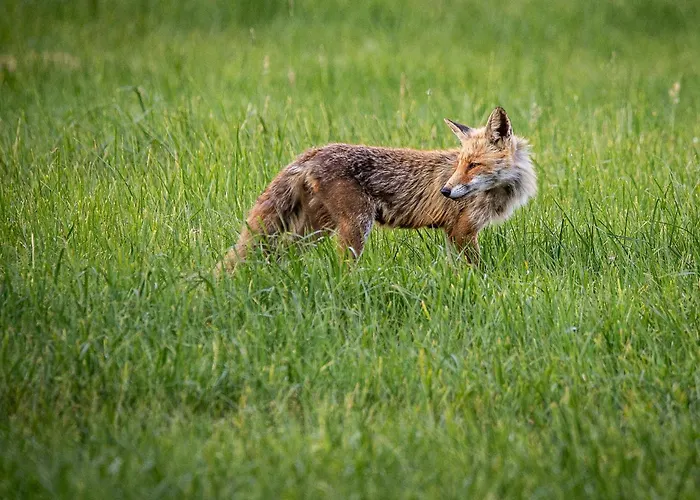 Mcdreyer شقة Dedelstorf