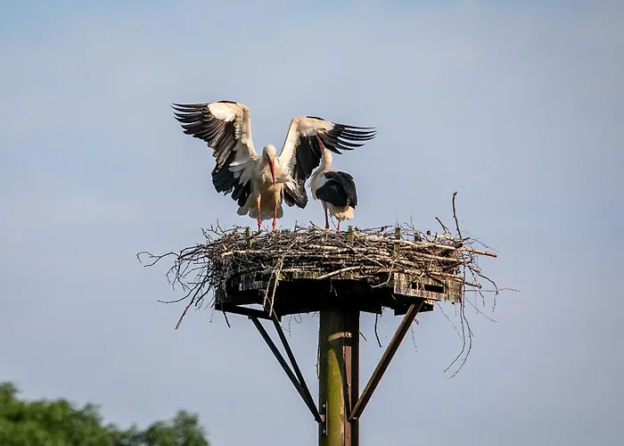 Mcdreyer شقة Dedelstorf